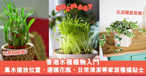 香港水種植物|花墟水種植物2024詳解!專家建議咁做…